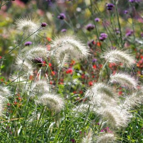 dekoratyvinė žolė, plunksnų žolė, pennisetum villosum,