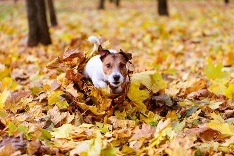šuo bėga per krūvą spalvingų rudens klevo lapų