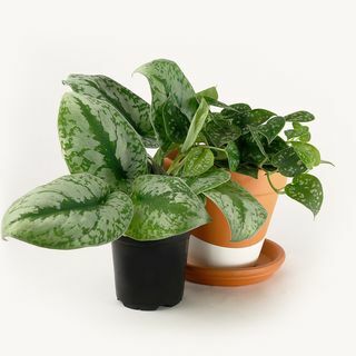 Satin Pothos