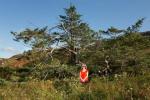 Nellie medis vainikavo Anglijos metų medį - Metų medžio apdovanojimus