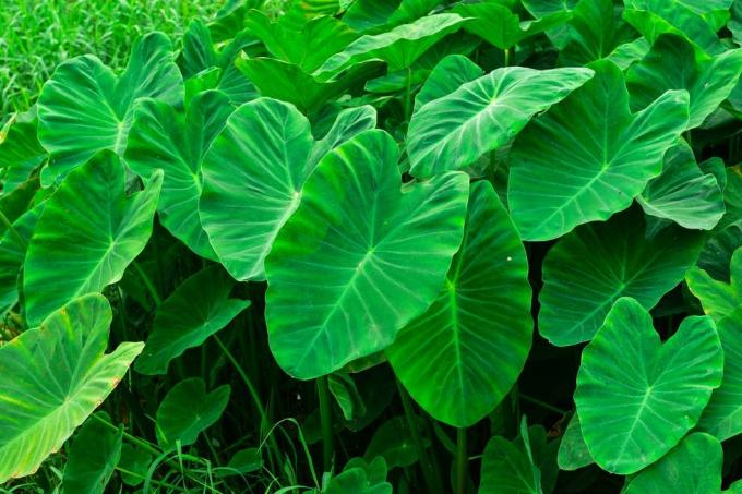 dideli žali lapiniai albinosai, pavyzdžiui, dramblių ausų ūgliai ar galvos gali būti perdirbami į maisto tarogiant taro, alocasia indica žalius krūmus, dvimečius augalus, vandens piktžoles, kurios auga tropikuose.