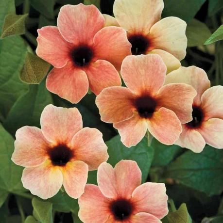 Thunbergia alata 'Afrikos saulėlydis'