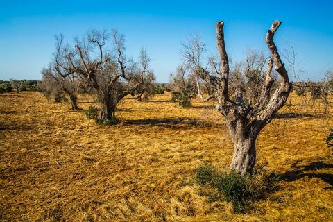 Alyvmedžiai, kuriuos užpuolė xylella fastidiosa