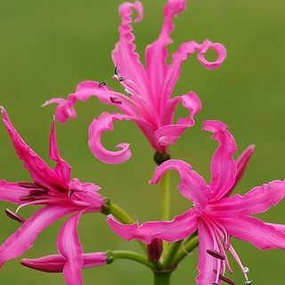 Nerine bowdenii „Isabel“