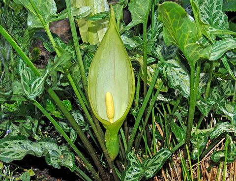 nuodų sodas: Arum maculatum