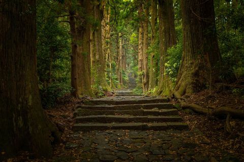 „kumano kodo“ pasaulyje yra bjauriausia spalva