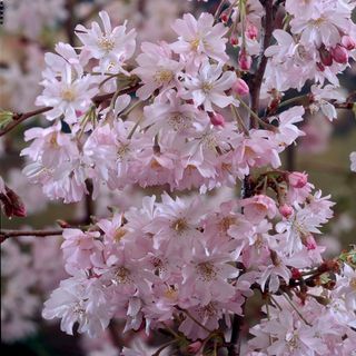 Prunus x sub Autumnalis Rosea