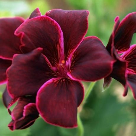 Pelargoniumas „Lord Bute“