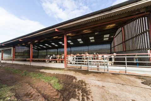 „Hesket Farm“ - Cumbria - karvės - geriausios savybės