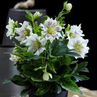 „Helleborus orientalis“ augalas „Hello Pearl“