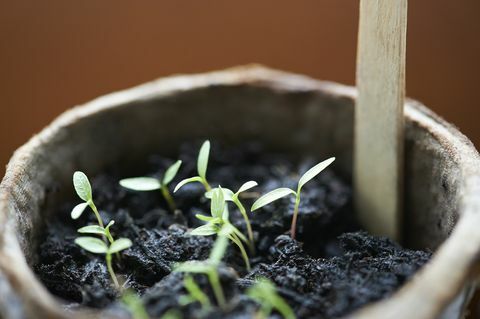 iš arti jaunų dygstančių augalų plastikiniame vazone su negiliais židiniais