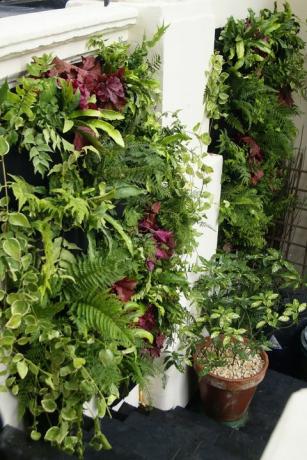 „Garden House Design“ pagamintas „Woolly Pocket Living Wall Planter“ įrenginys, leidžiantis dar lengviau auginti savo namus.