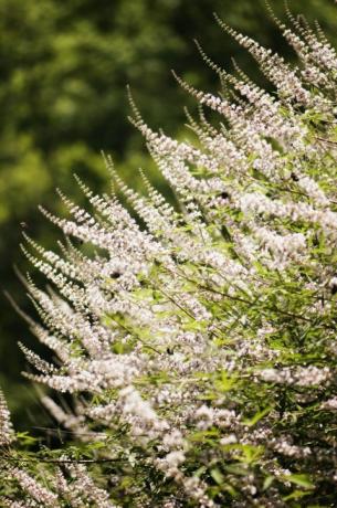 Buddleia visiškai žydėti