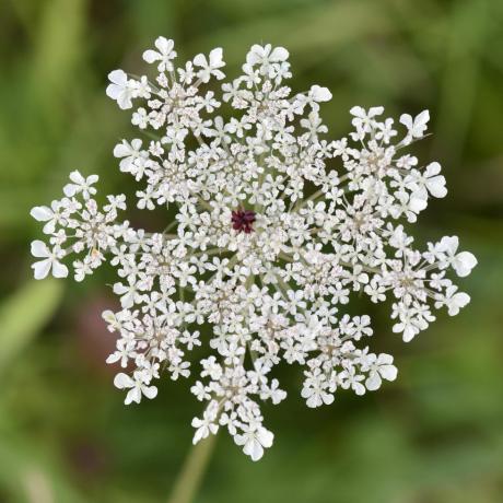 auginant skintas gėles daucus