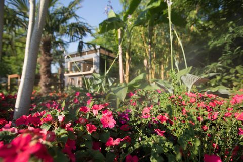 „B&Q„ Burminging Busy Lizzie Garden “- RHS Hampton Court rūmų gėlių paroda 2018 m