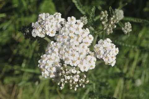 Kraujažolės (Achillea millefolium) gėlė