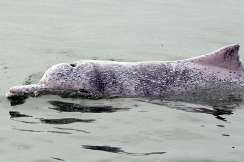 Honkongo gamtos apsauga gyvūnų delfinas