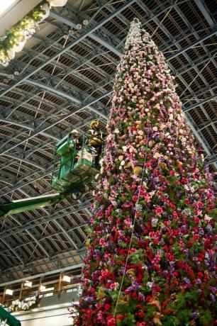 47 pėdų gėlių kalėdinė eglutė atidengta St Pancras tarptautinėje stotyje, Londone.