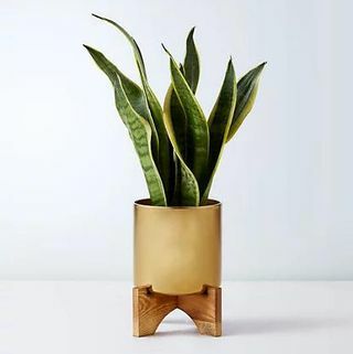 Sansevieria skarda su mediniu stovu