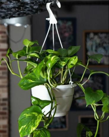 auksinis pothos, velnio gebenė, epipremnum aureum augalas