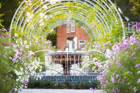 „Wisteria Walk“ su „Cosmos“ gėlėmis rugsėjį „RHS Garden Wisley“