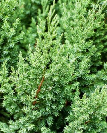 gražių žalių Juniperus chinensis stricta lapų raštas sodo dizaino ir kraštovaizdžio atrankinis dėmesys