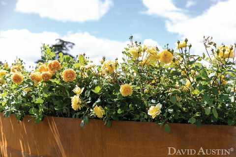 David Austin, rožių vaivorykštės instaliacija, Rhs Hampton Court rūmų gėlių šou, 2021 m. liepos mėn