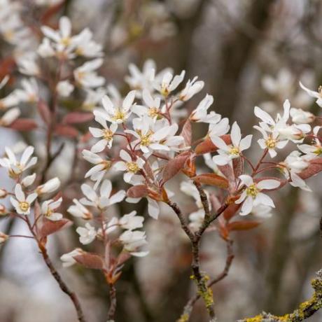 iš arti žydinčių sklandžių paslaugų uogų amelanchier laevis gėlių