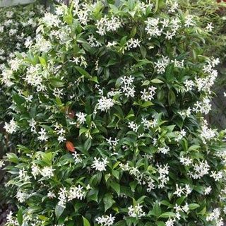 Trachelospermum jasminoides