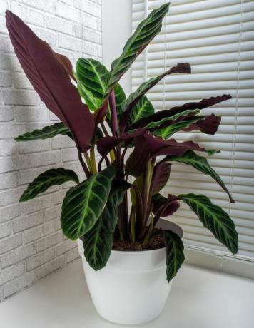 calathea augalas, calathea warscewiczii yra visžalių, daugiamečių žolinių augalų rūšis, priklausanti marantaceae šeimai