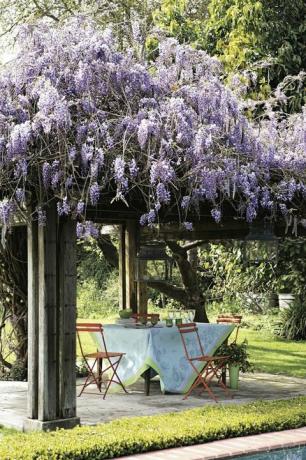 kiemas su wisteria virš pavėsinės