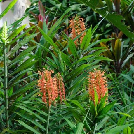 Hedychium coccineum augalas, Hedychium oranžinis šepetys arba hondūras