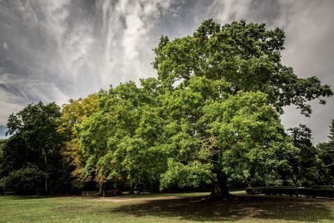 Gilwell ąžuolas - Metų medis - „Woodland Trust“ - Martynas Milneris WTML