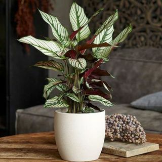 Calathea " Whitestar"