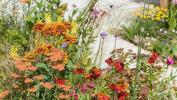 „Tatton“ parko gėlių šou: „Dianne Oxberry Weather Garden“ duoklė