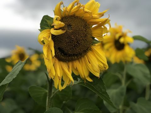 rhs britanija žydinčių sodininkų bendrijose