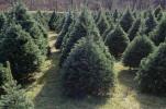 Kodėl mes vis dar pjaustome kalėdinius medžius?