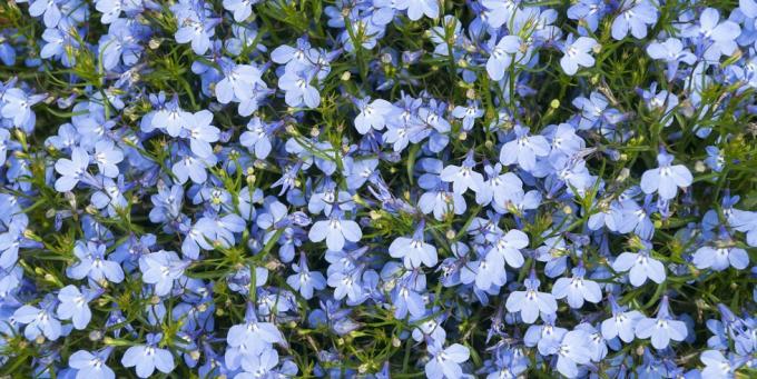 loviniai augalai, mėlyna kardinola gėlė lobelia cardinalis