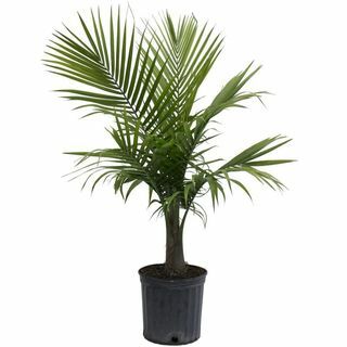 10-ies „Majesty Palm“ plastikiniame puode