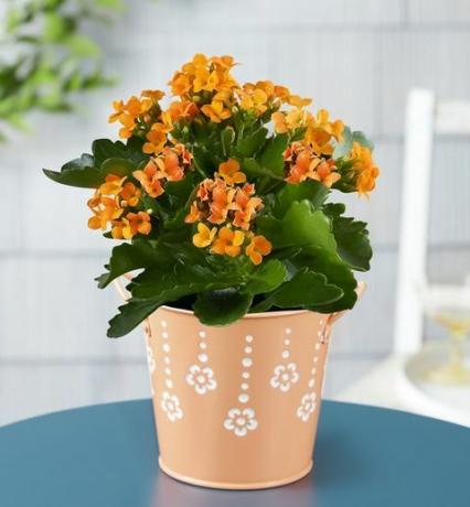 citrusinių kalanchoe augalų