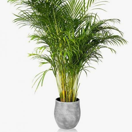 Mažasis botaninis XL Areca palmių keramikos vazoninis augalas